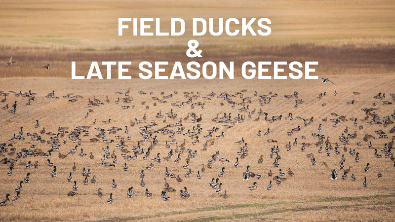 Field Duck Hunting & Late-Season Goose Hunting: Why I Keep Coming Back